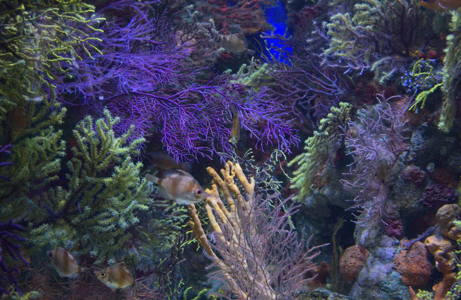 Multi-coloured corals, from L'Aquarium de Barcelona, Port Vell, Catalonia, Spain - 23rd October 2017