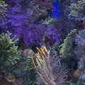 Multi-coloured corals, L'Aquarium de Barcelona, Port Vell, Catalonia, Spain - 23rd October 2017