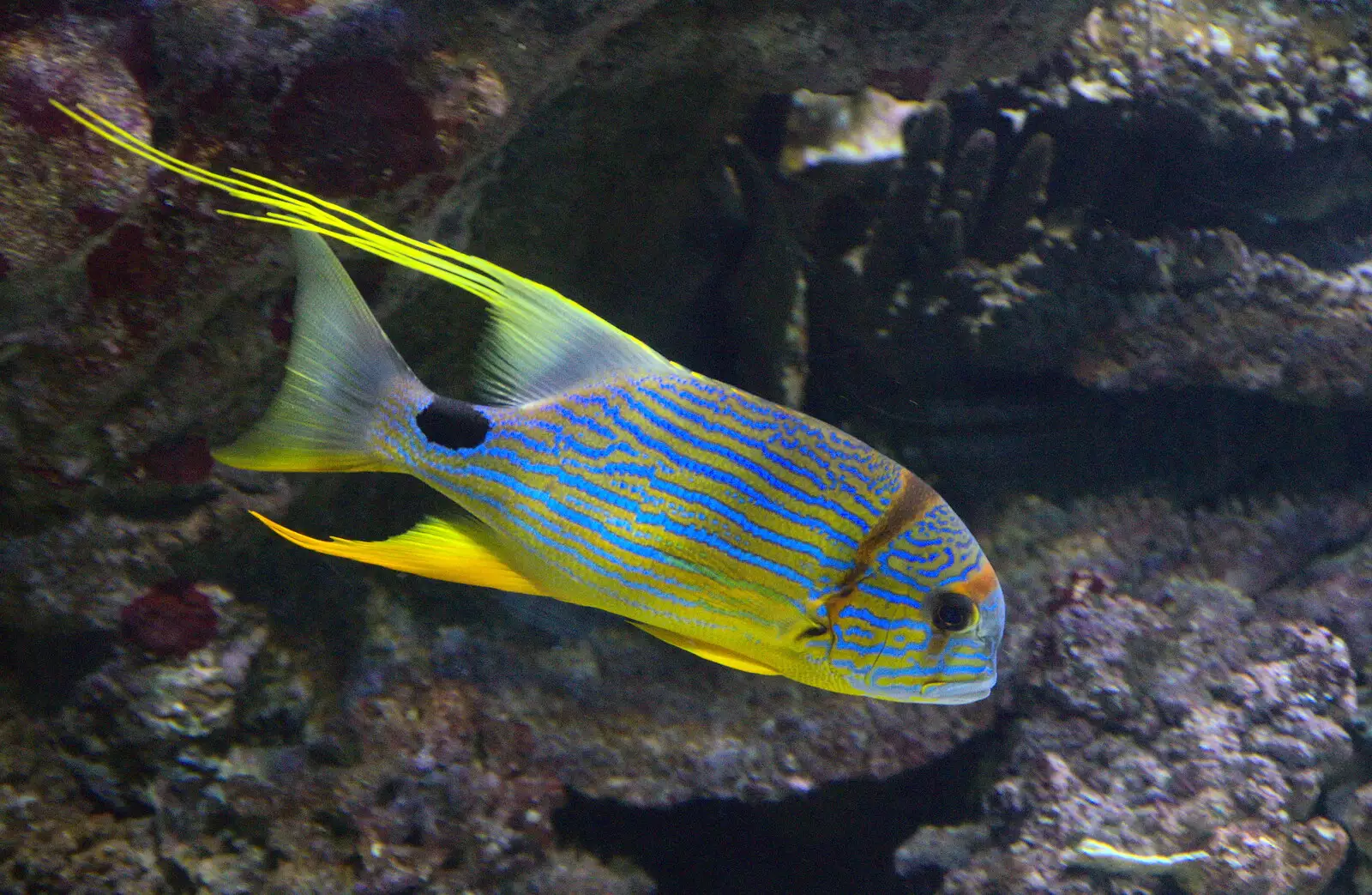 A striking yellow fish with blue stripes, from L'Aquarium de Barcelona, Port Vell, Catalonia, Spain - 23rd October 2017