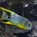 A striking yellow fish with blue stripes, L'Aquarium de Barcelona, Port Vell, Catalonia, Spain - 23rd October 2017