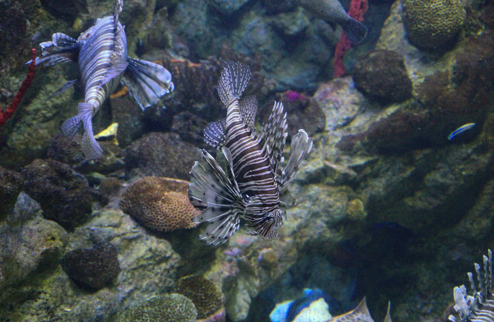 Spiny puffer fish or something, from L'Aquarium de Barcelona, Port Vell, Catalonia, Spain - 23rd October 2017