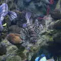 Spiny puffer fish or something, L'Aquarium de Barcelona, Port Vell, Catalonia, Spain - 23rd October 2017