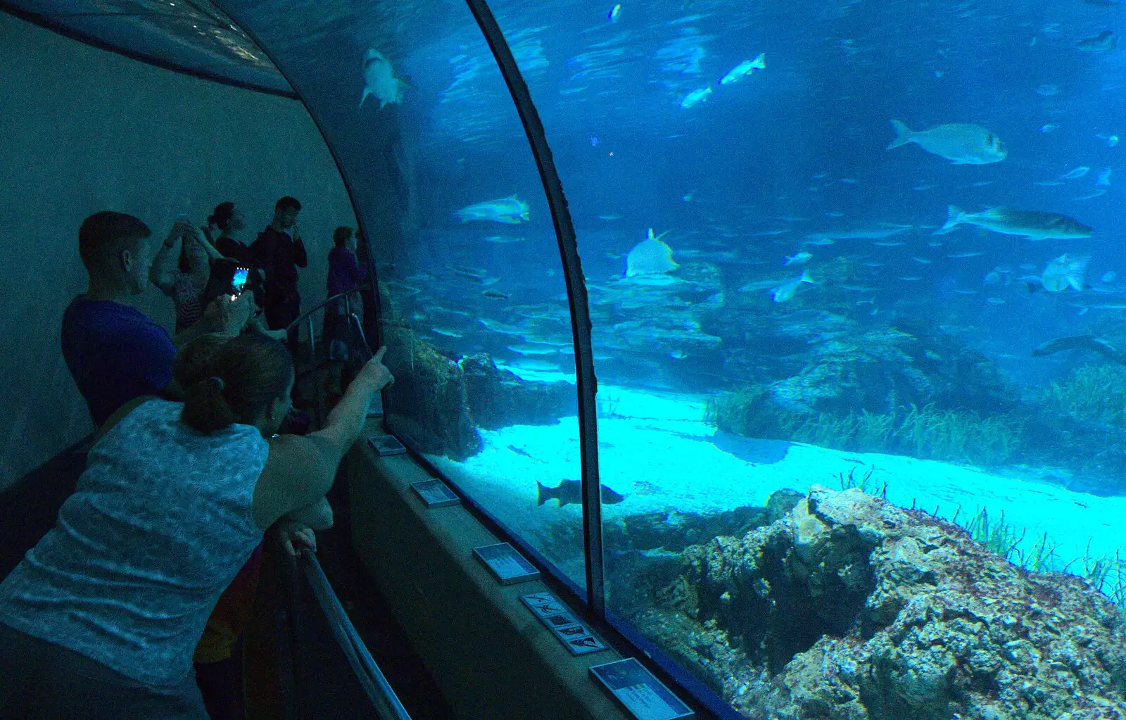 Someone points at a fish, from L'Aquarium de Barcelona, Port Vell, Catalonia, Spain - 23rd October 2017