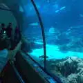 Someone points at a fish, L'Aquarium de Barcelona, Port Vell, Catalonia, Spain - 23rd October 2017