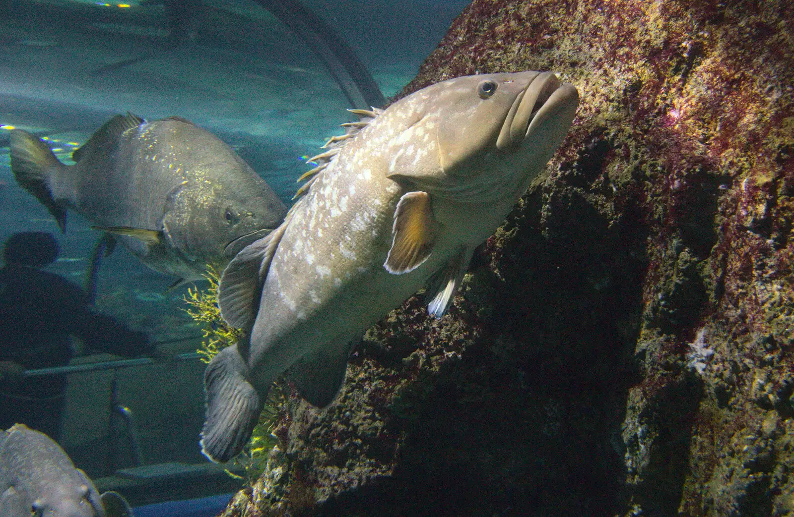 A fish floats around, from L'Aquarium de Barcelona, Port Vell, Catalonia, Spain - 23rd October 2017