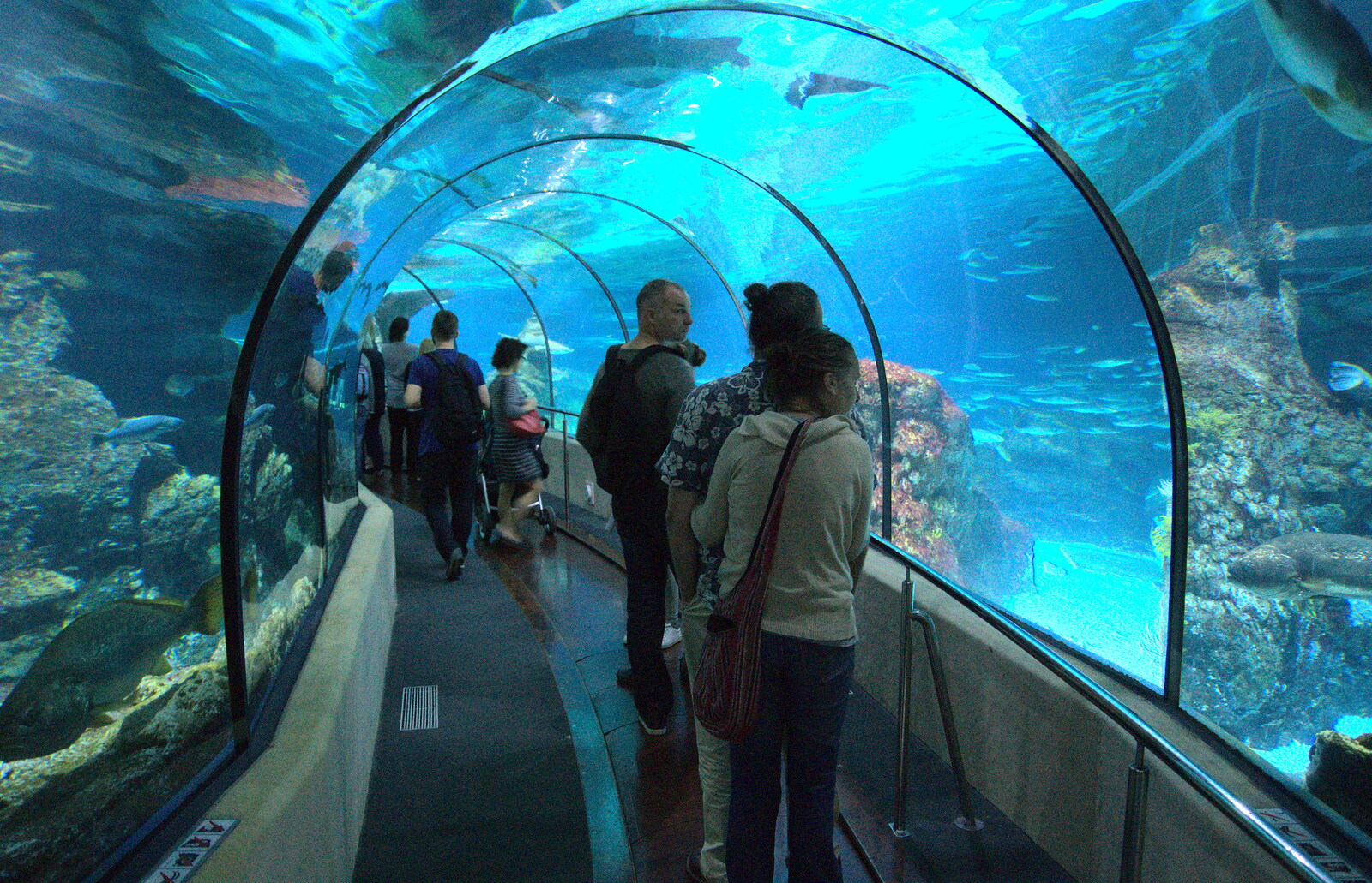 Under the shark tunnel from L'Aquarium de Barcelona, Port Vell, Catalonia, Spain - 23rd October 2017