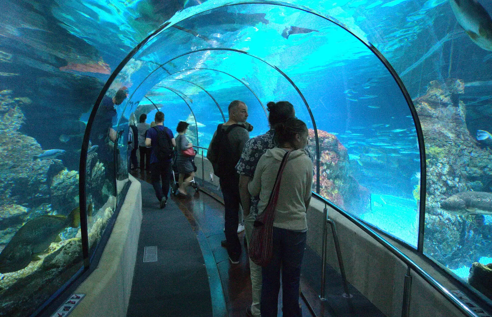 Under the shark tunnel, from L'Aquarium de Barcelona, Port Vell, Catalonia, Spain - 23rd October 2017