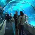 Under the shark tunnel, L'Aquarium de Barcelona, Port Vell, Catalonia, Spain - 23rd October 2017