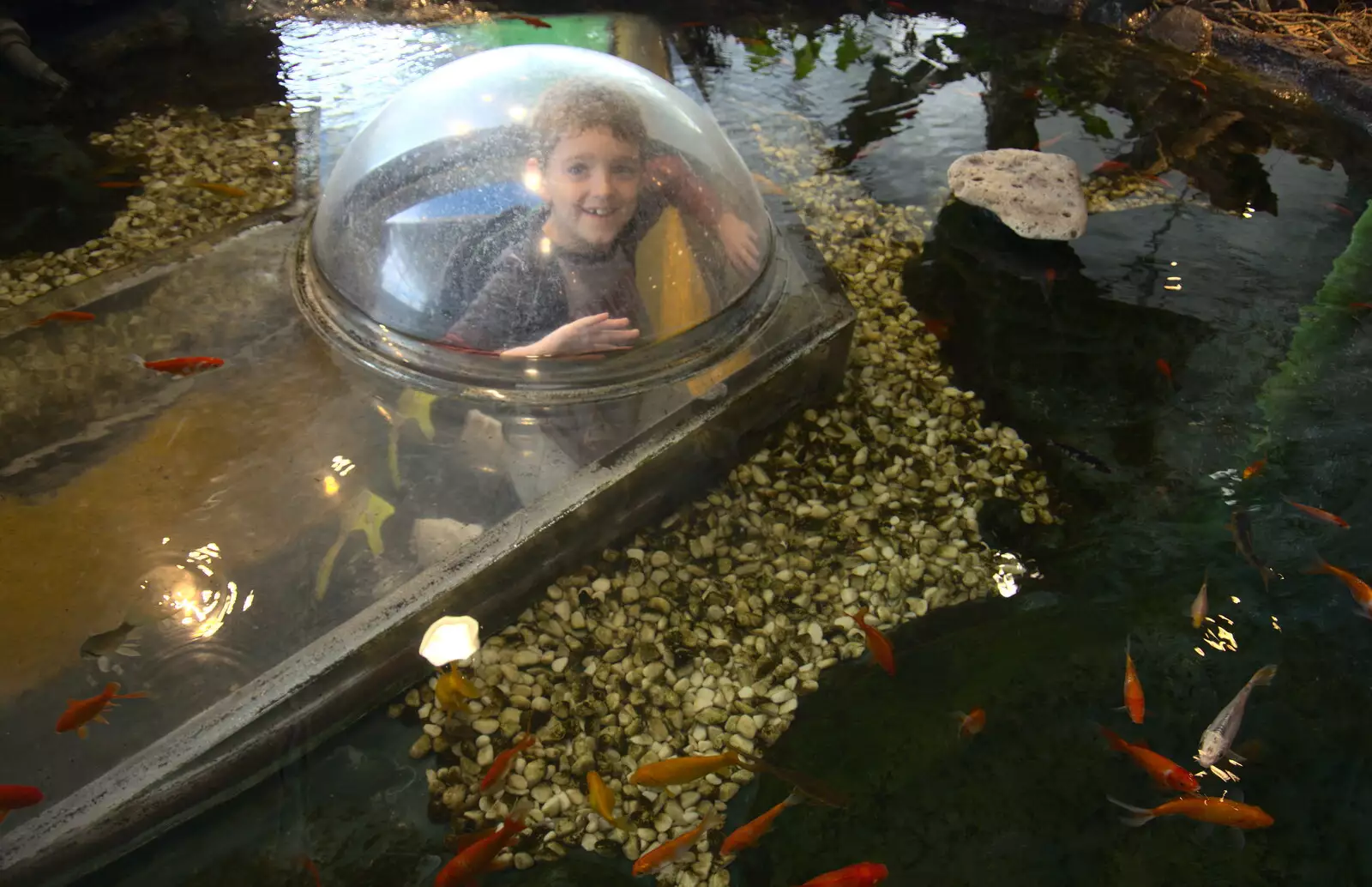 Fred pops up, from L'Aquarium de Barcelona, Port Vell, Catalonia, Spain - 23rd October 2017