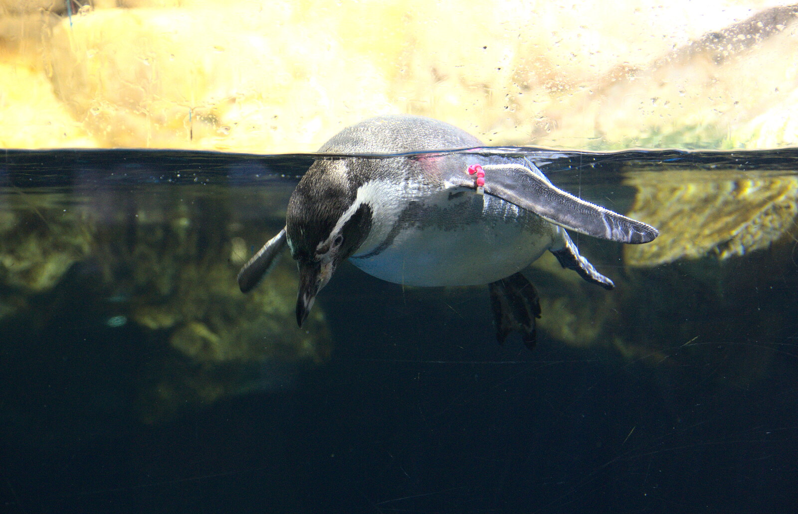 A penguin swims about from L'Aquarium de Barcelona, Port Vell, Catalonia, Spain - 23rd October 2017