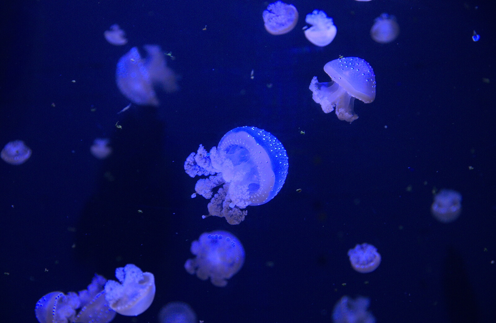 Jellyfish blob around from L'Aquarium de Barcelona, Port Vell, Catalonia, Spain - 23rd October 2017