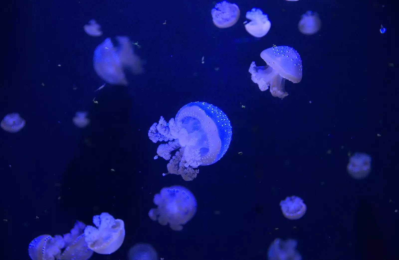 Jellyfish blob around, from L'Aquarium de Barcelona, Port Vell, Catalonia, Spain - 23rd October 2017