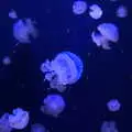 Jellyfish blob around, L'Aquarium de Barcelona, Port Vell, Catalonia, Spain - 23rd October 2017