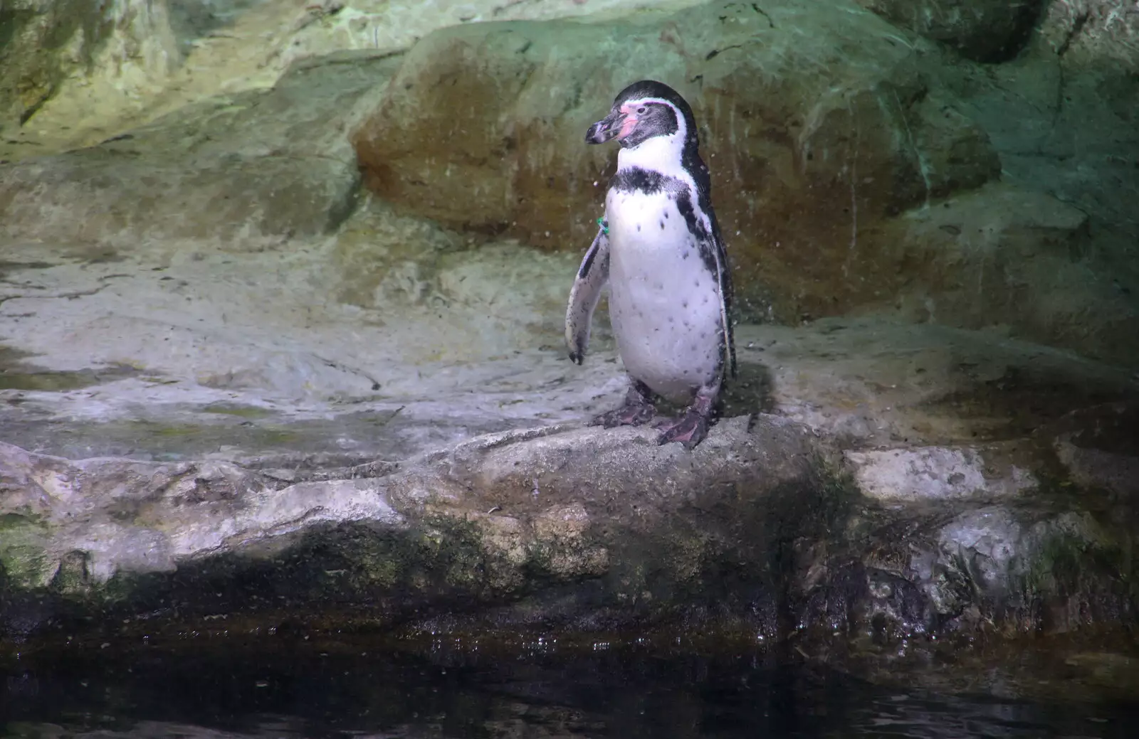 A penguin stands around, from L'Aquarium de Barcelona, Port Vell, Catalonia, Spain - 23rd October 2017