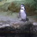 A penguin stands around, L'Aquarium de Barcelona, Port Vell, Catalonia, Spain - 23rd October 2017