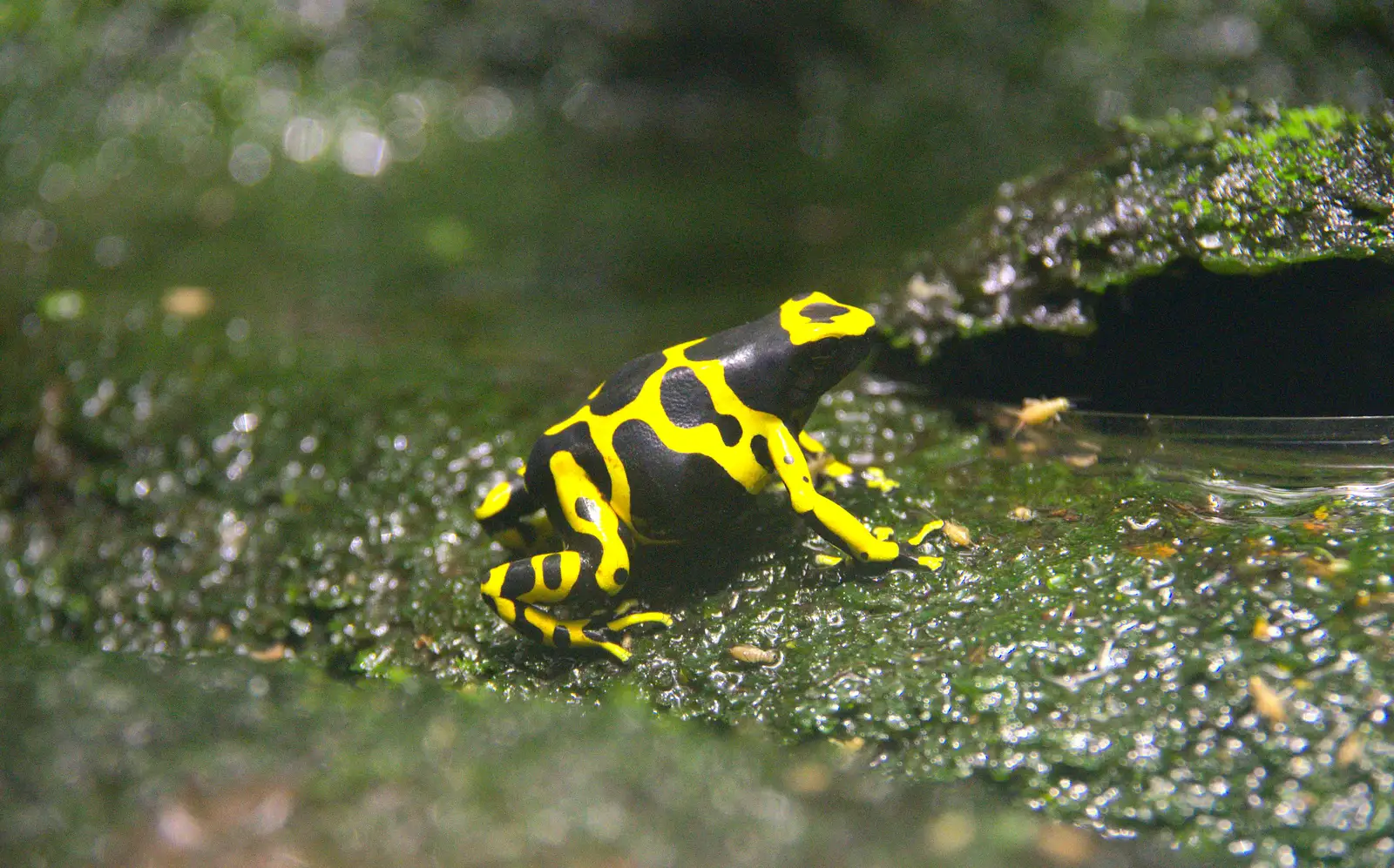 Some kind of poison dart frog, from L'Aquarium de Barcelona, Port Vell, Catalonia, Spain - 23rd October 2017