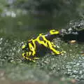 Some kind of poison dart frog, L'Aquarium de Barcelona, Port Vell, Catalonia, Spain - 23rd October 2017