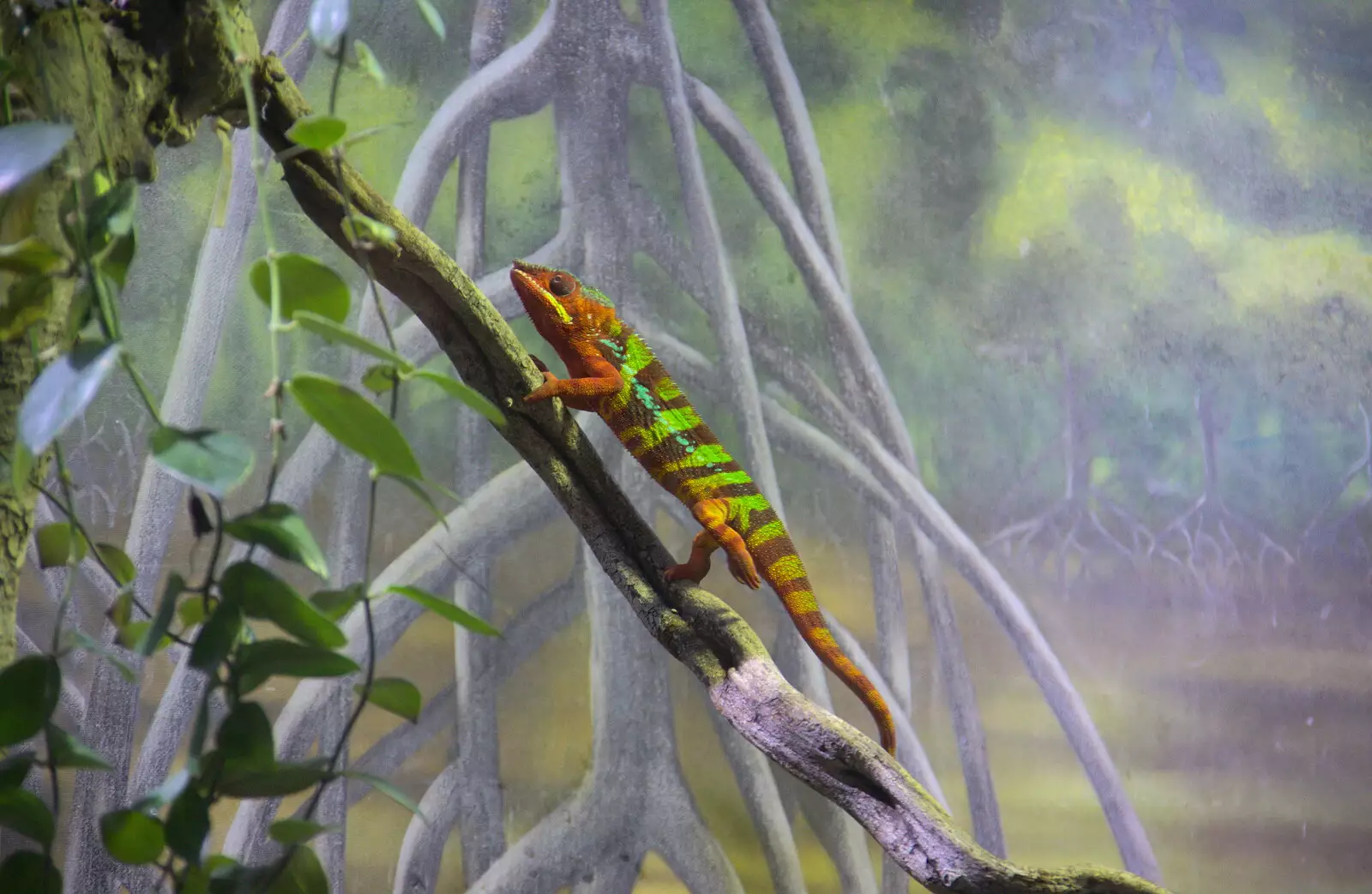 An amazingly-coloured chamaeleon, from L'Aquarium de Barcelona, Port Vell, Catalonia, Spain - 23rd October 2017