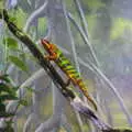 An amazingly-coloured chamaeleon, L'Aquarium de Barcelona, Port Vell, Catalonia, Spain - 23rd October 2017