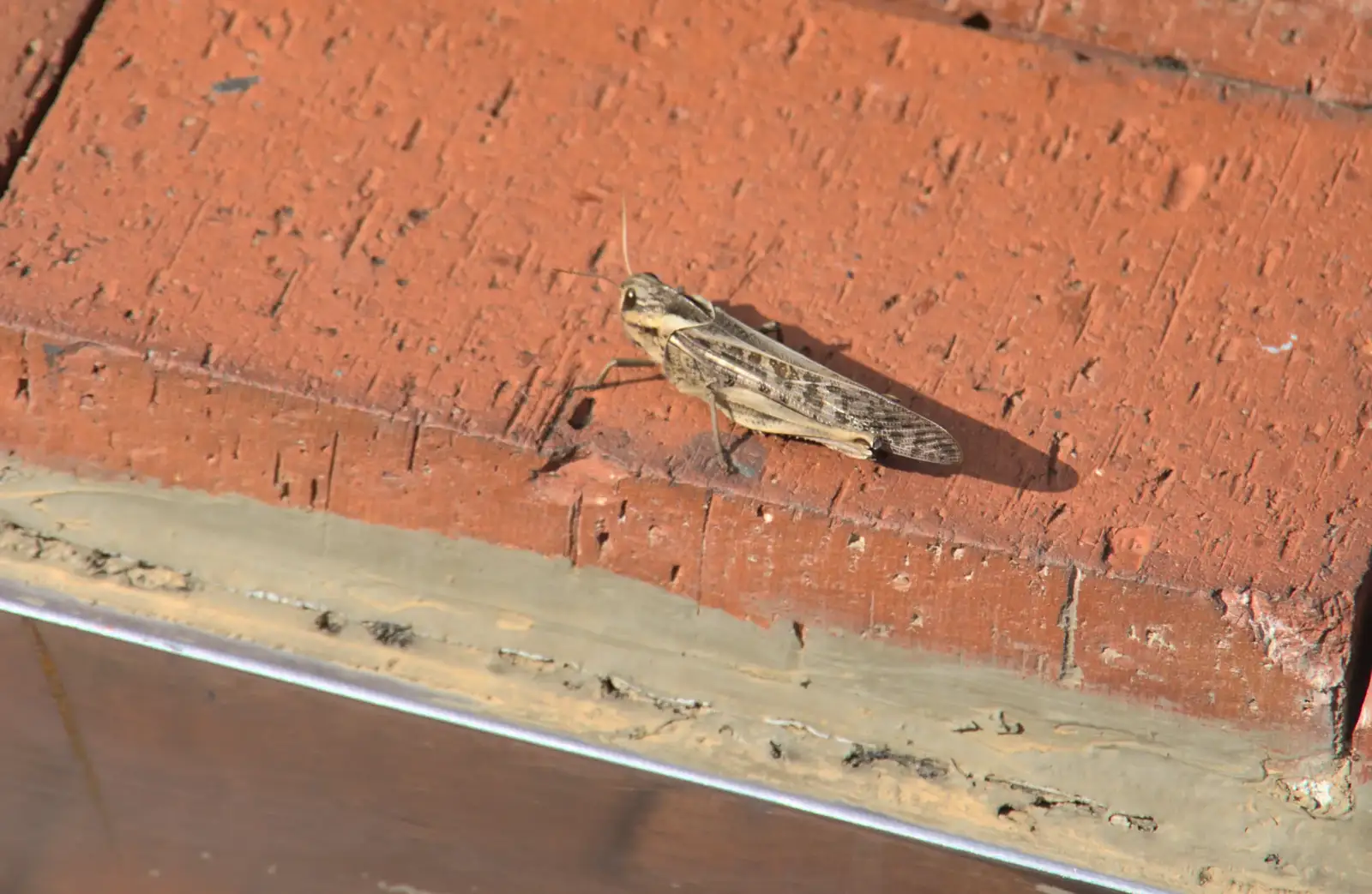 A large cricket on a wall, from L'Aquarium de Barcelona, Port Vell, Catalonia, Spain - 23rd October 2017