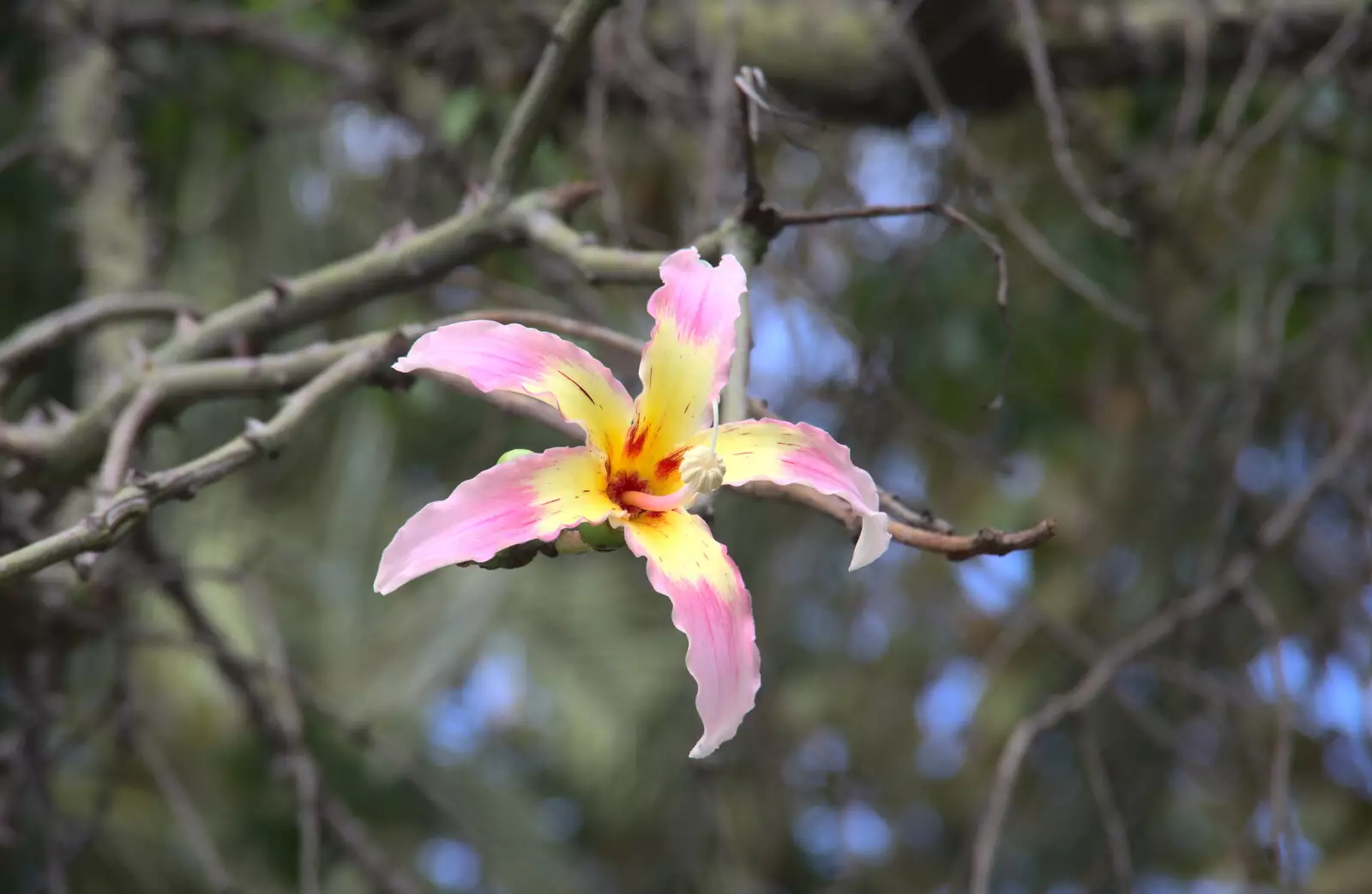 A nice flower, from L'Aquarium de Barcelona, Port Vell, Catalonia, Spain - 23rd October 2017