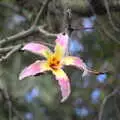 A nice flower, L'Aquarium de Barcelona, Port Vell, Catalonia, Spain - 23rd October 2017