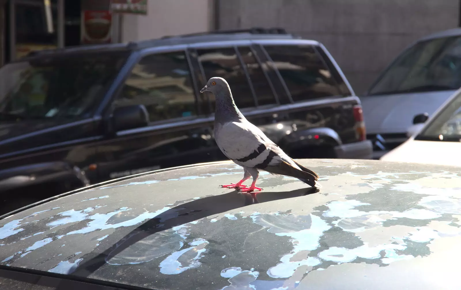 An idiot pigeon, from L'Aquarium de Barcelona, Port Vell, Catalonia, Spain - 23rd October 2017