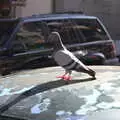 An idiot pigeon, L'Aquarium de Barcelona, Port Vell, Catalonia, Spain - 23rd October 2017