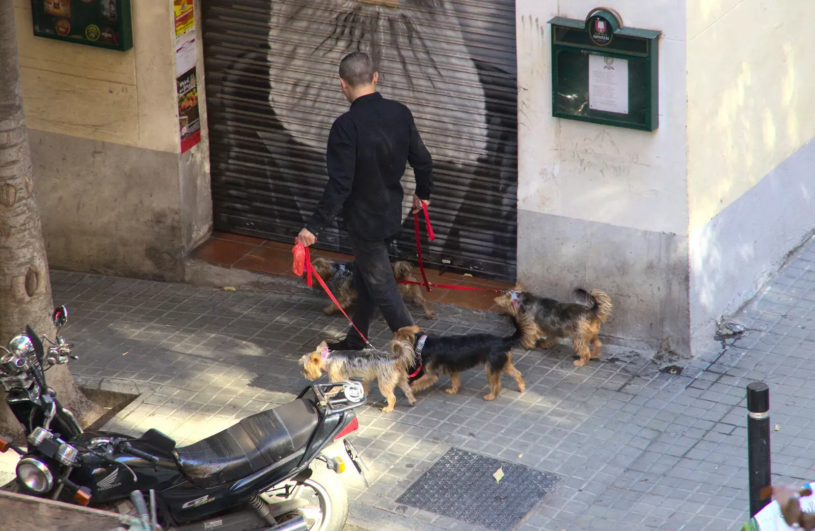 More dogs of Barcelona, from L'Aquarium de Barcelona, Port Vell, Catalonia, Spain - 23rd October 2017