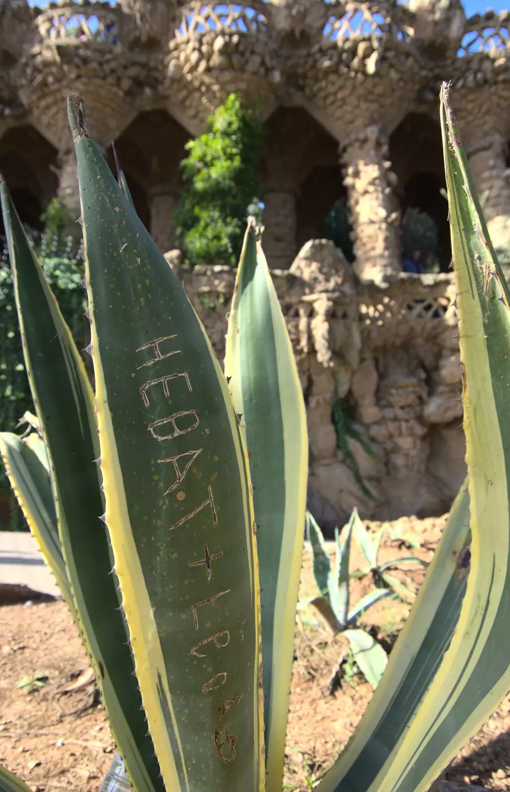 Scribed Aloa Vera leaves, from A Barcelona Bus Tour, Catalonia, Spain - 25th October 2017