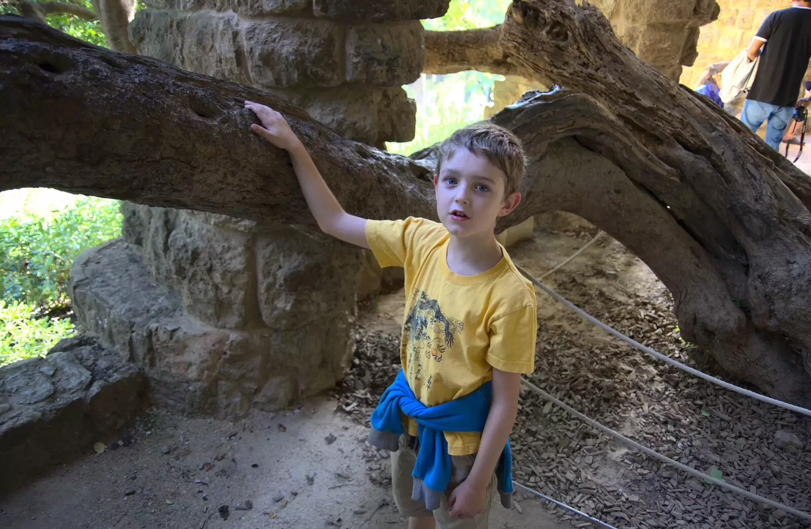 Fred is impressed by some rock hard ancient tree, from A Barcelona Bus Tour, Catalonia, Spain - 25th October 2017