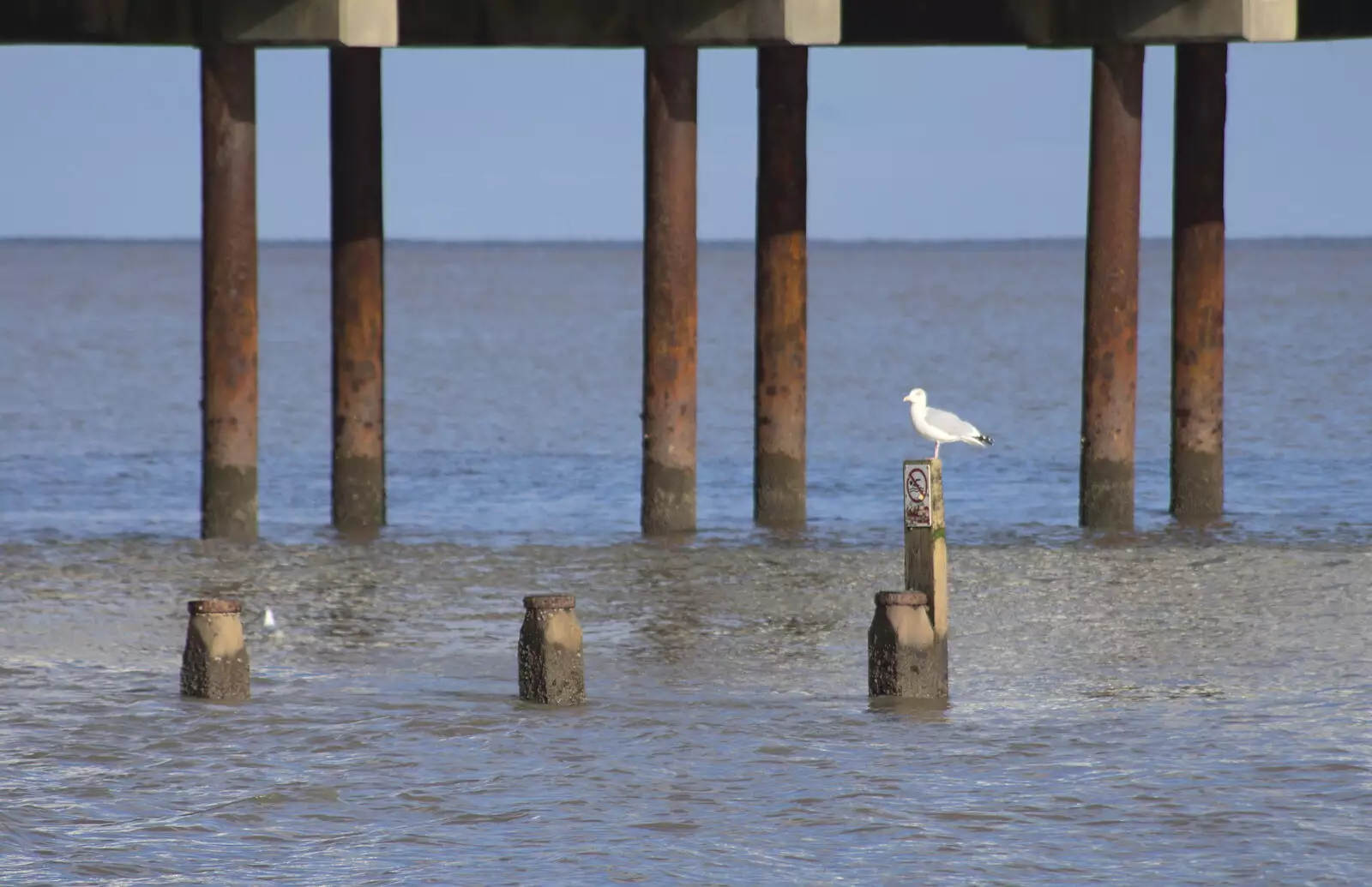 A gull perches on a sea groyne, from A Trip to the Amusements, Southwold Pier, Southwold, Suffolk - 5th November 2017