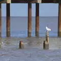 A gull perches on a sea groyne, A Trip to the Amusements, Southwold Pier, Southwold, Suffolk - 5th November 2017