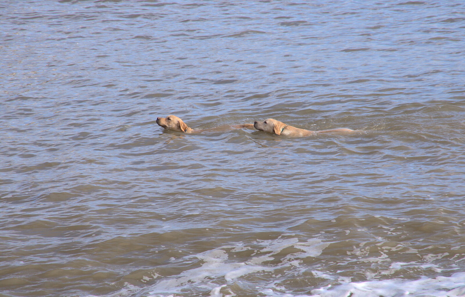 A couple of golden retrievers swim around from A Trip to the Amusements, Southwold Pier, Southwold, Suffolk - 5th November 2017
