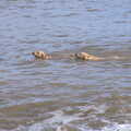 A couple of golden retrievers swim around, A Trip to the Amusements, Southwold Pier, Southwold, Suffolk - 5th November 2017