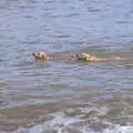 A couple of golden retrievers swim around, A Trip to the Amusements, Southwold Pier, Southwold, Suffolk - 5th November 2017