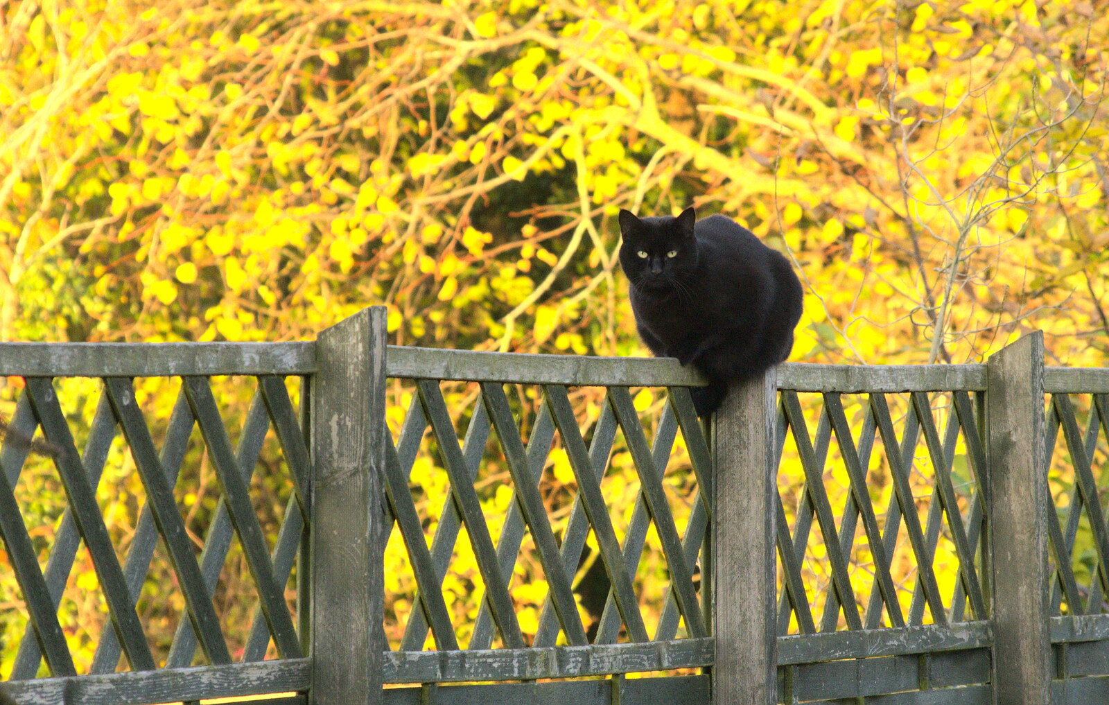 Millie the Mooch sits on a fence from Alex and Anita's Fireworks, Cemetery House, Eye, Suffolk - 5th November 2017