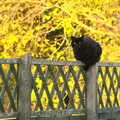 Millie the Mooch sits on a fence, Alex and Anita's Fireworks, Cemetery House, Eye, Suffolk - 5th November 2017