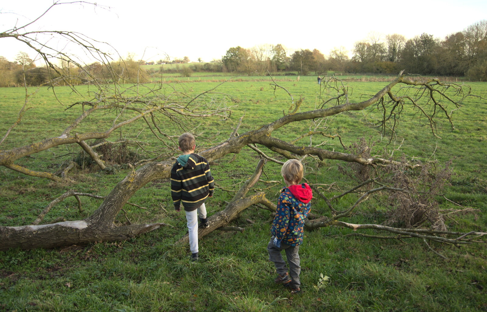 The boys find a fallen tree from A Walk Around Eye, Suffolk - 19th November 2017