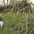 Fred grabs a bit of tree, A Walk Around Eye, Suffolk - 19th November 2017