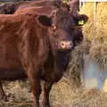 A cow looks over, A Walk Around Eye, Suffolk - 19th November 2017