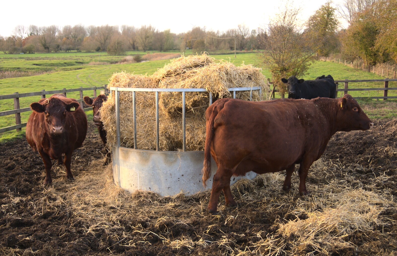 Brown cows mill around a hay stall from A Walk Around Eye, Suffolk - 19th November 2017