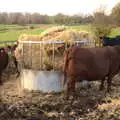 Brown cows mill around a hay stall, A Walk Around Eye, Suffolk - 19th November 2017