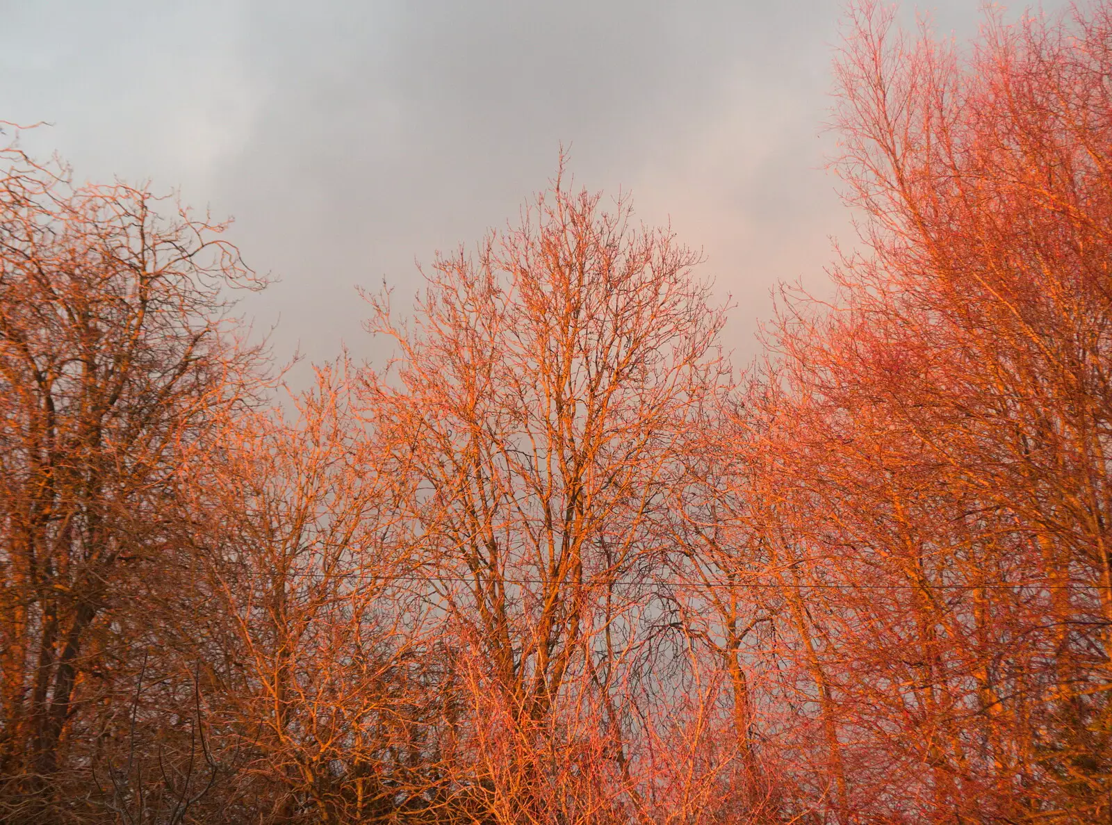 Red sunset light in the trees, from A Late November Miscellany, Diss, Brantham and London - 30th November 2017