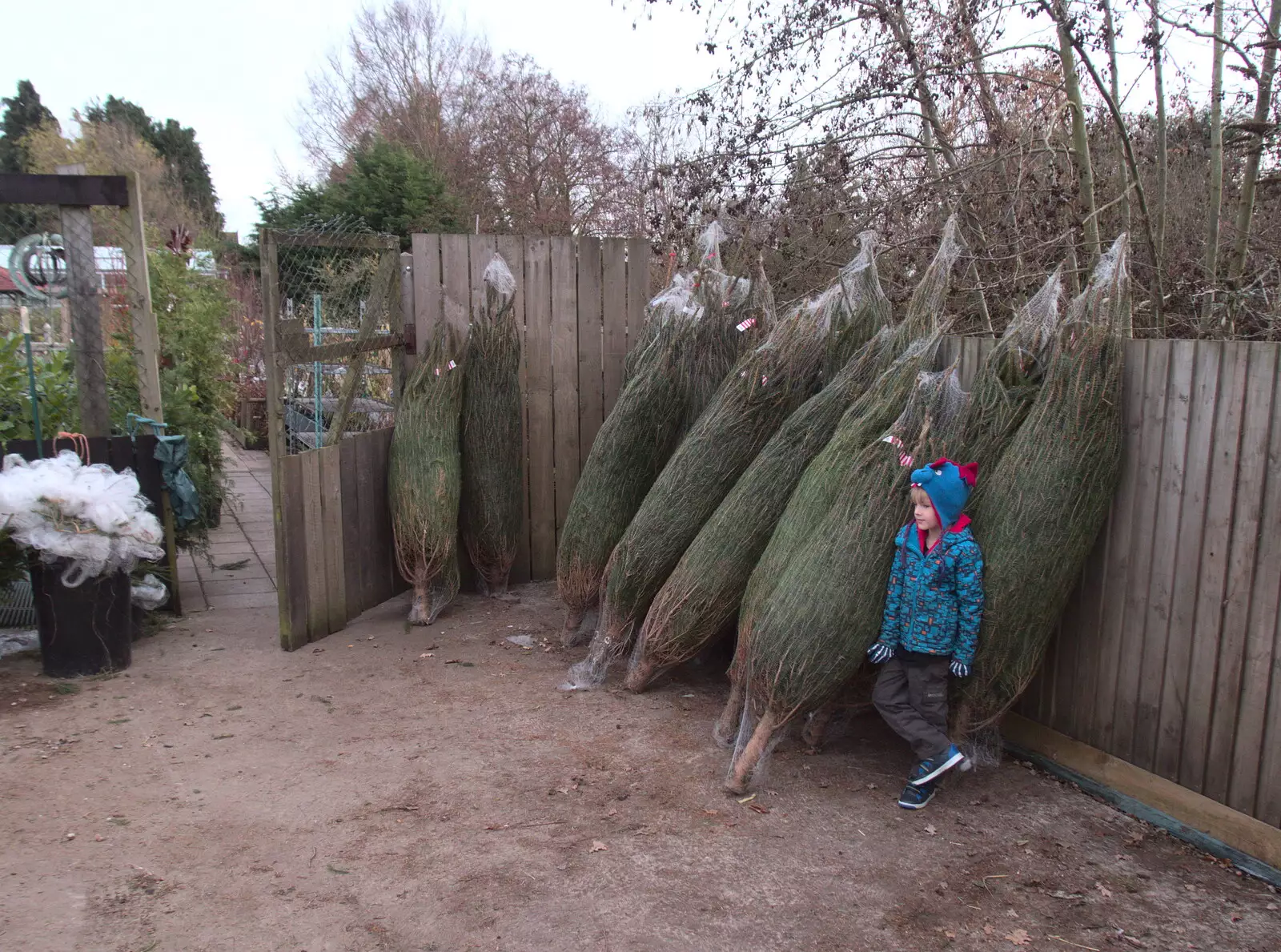 Harry in amongst the Christmas trees, from An Early Snow Day and the Christmas Tree, Brome, Suffolk - 10th December 2017