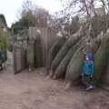 Harry in amongst the Christmas trees, An Early Snow Day and the Christmas Tree, Brome, Suffolk - 10th December 2017