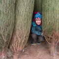 Harry's found a secret den amongst the trees, An Early Snow Day and the Christmas Tree, Brome, Suffolk - 10th December 2017