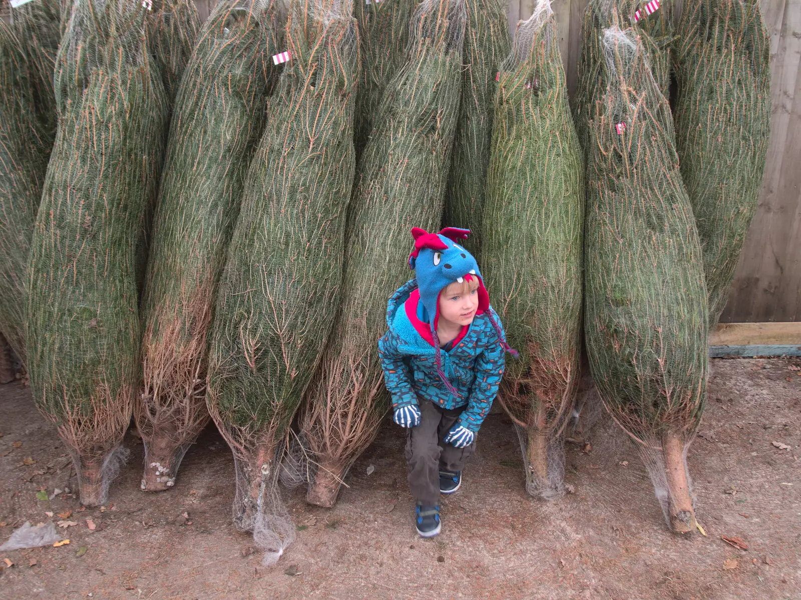 Harry escapes from the Christmas tree den, from An Early Snow Day and the Christmas Tree, Brome, Suffolk - 10th December 2017