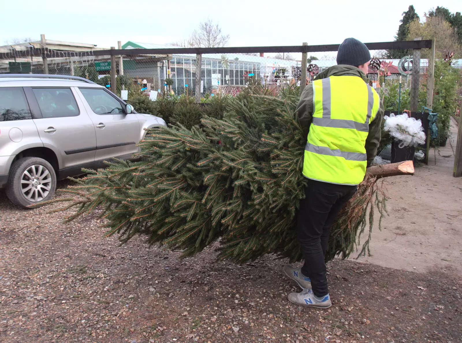 The chosen tree is hauled off to be wrapped up, from An Early Snow Day and the Christmas Tree, Brome, Suffolk - 10th December 2017