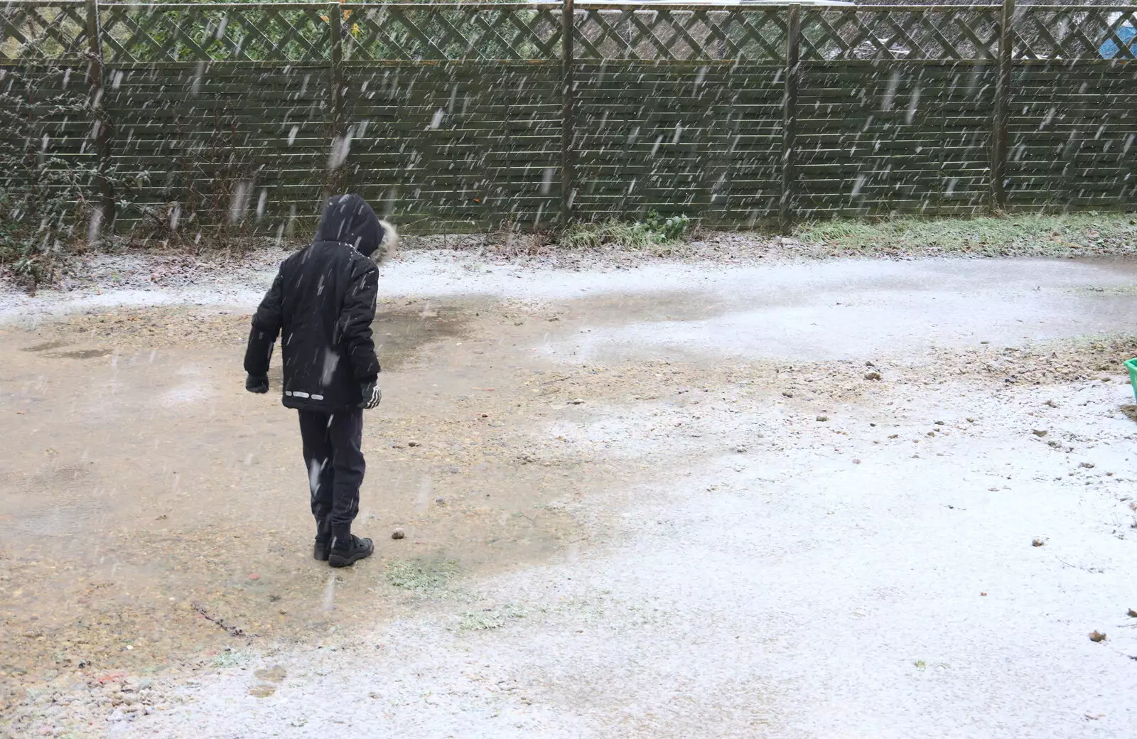 Fred's out in the snow, from An Early Snow Day and the Christmas Tree, Brome, Suffolk - 10th December 2017